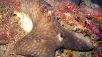010 Eponge rognon (Chondrosia reniformis)